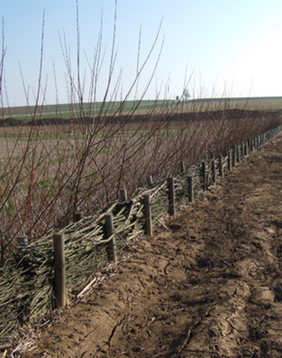 Fig 7 Fascine Lampertheim