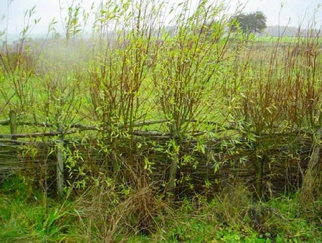 Fascine avec pieux vivants